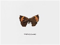 藏品(錨紋蛾)的圖片